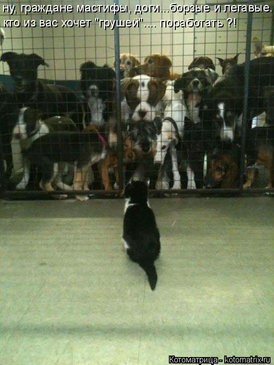 Котоматрица: ну, граждане мастифы, доги...борзые и легавые..... кто из вас хочет "грушей".... поработать ?!