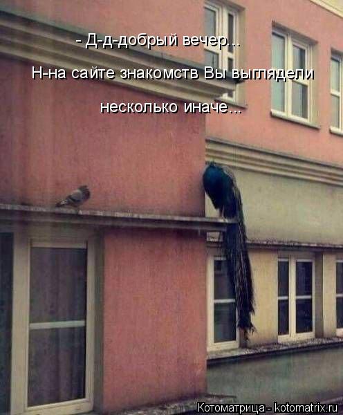 Котоматрица: - Д-д-добрый вечер... Н-на сайте знакомств Вы выглядели несколько иначе...