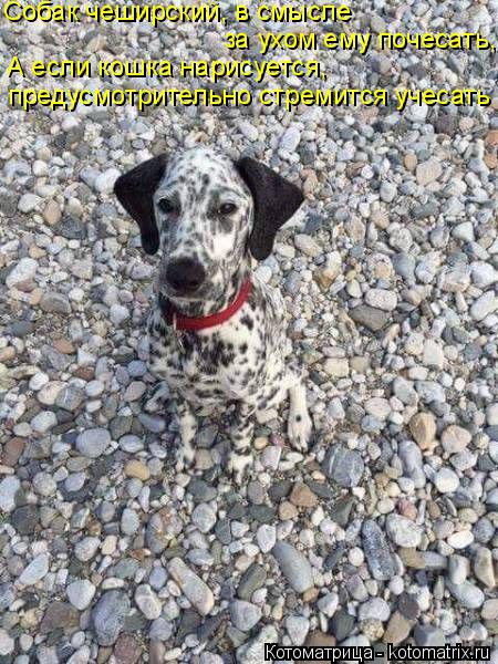 Котоматрица: Собак чеширский, в смысле за ухом ему почесать, А если кошка нарисуется,  предусмотрительно стремится учесать