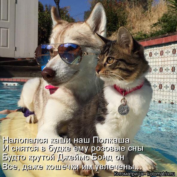 Котоматрица: Все, даже кошечки им увлечены...  Будто крутой Джеймс Бонд он И снятся в будке ему розовые сны  Налопался каши наш Полкаша
