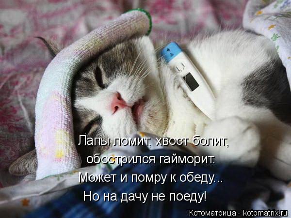 Котоматрица: Лапы ломит, хвост болит, обострился гайморит. Может и помру к обеду... Но на дачу не поеду!