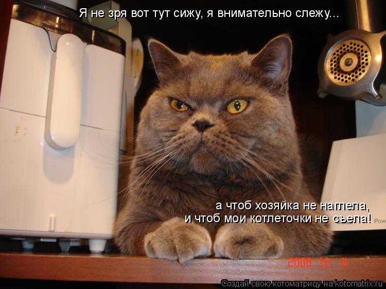 Котоматрица: Я не зря вот тут сижу, я внимательно слежу... а чтоб хозяйка не наглела,  и чтоб мои котлеточки не съела!