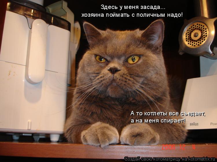 Котоматрица: Здесь у меня засада... хозяина поймать с поличным надо! А то котлеты все съедает,  а на меня спирает!