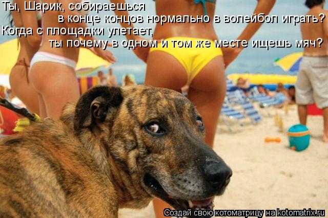 Котоматрица: Ты, Шарик, собираешься   в конце концов нормально в волейбол играть? Когда с площадки улетает, ты почему в одном и том же месте ищешь мяч?