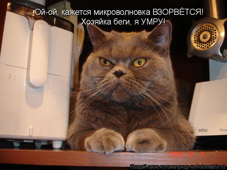 Котоматрица: Ой-ой, кажется микроволновка ВЗОРВЁТСЯ! Хозяйка беги, я УМРУ!