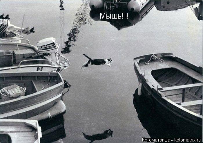 Котоматрица: Мышь!!!