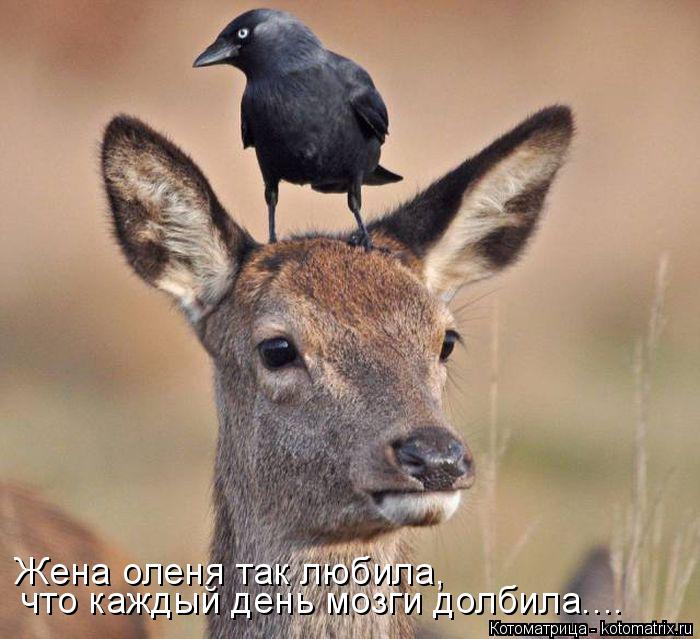 Котоматрица: Жена оленя так любила, что каждый день мозги долбила....