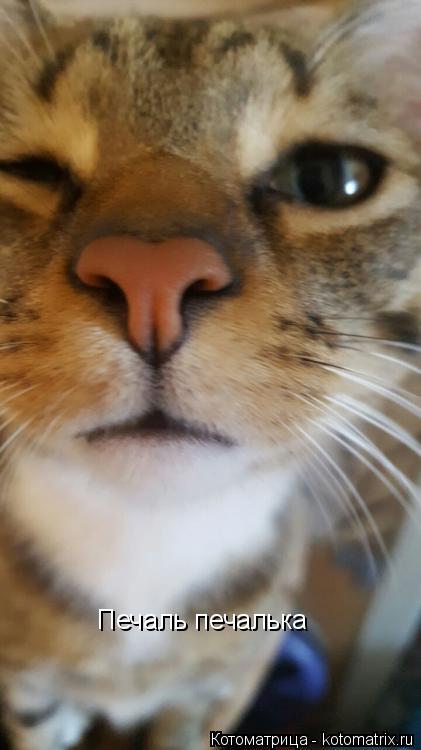 Котоматрица: Печаль печалька