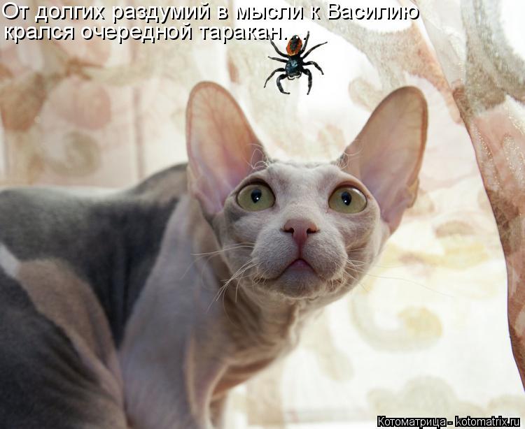 Котоматрица: От долгих раздумий в мысли к Василию крался очередной таракан....