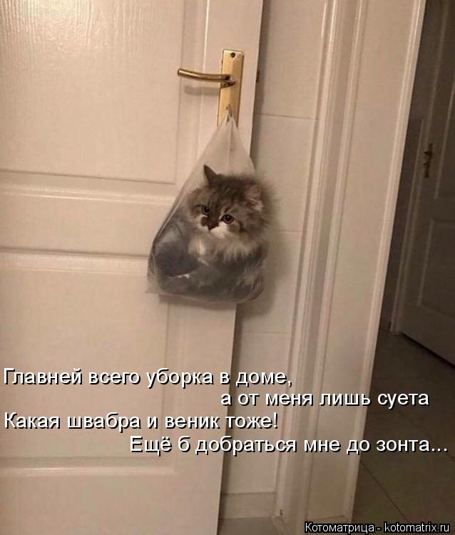 Котоматрица: Главней всего уборка в доме, а от меня лишь суета  Какая швабра и веник тоже! Ещё б добраться мне до зонта...