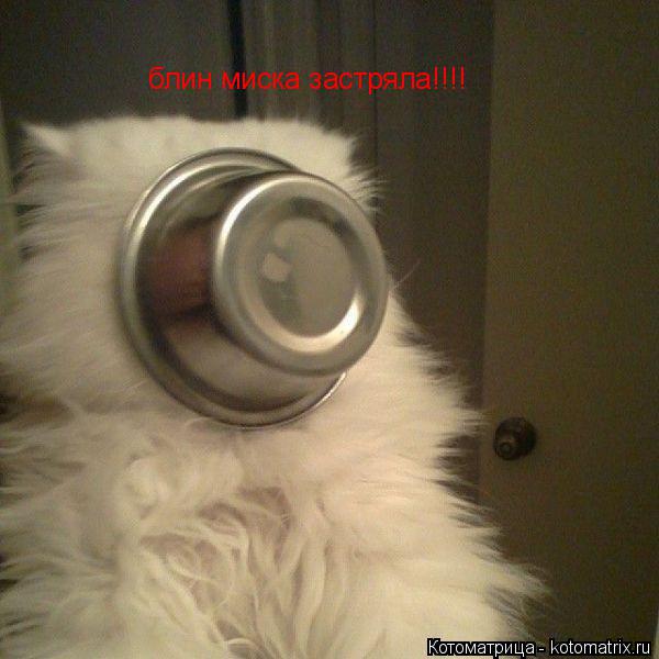 Котоматрица: блин миска застряла!!!!