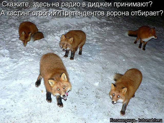 Котоматрица: Скажите, здесь на радио в диджеи принимают?  А кастинг строгий?Претендентов ворона отбирает?
