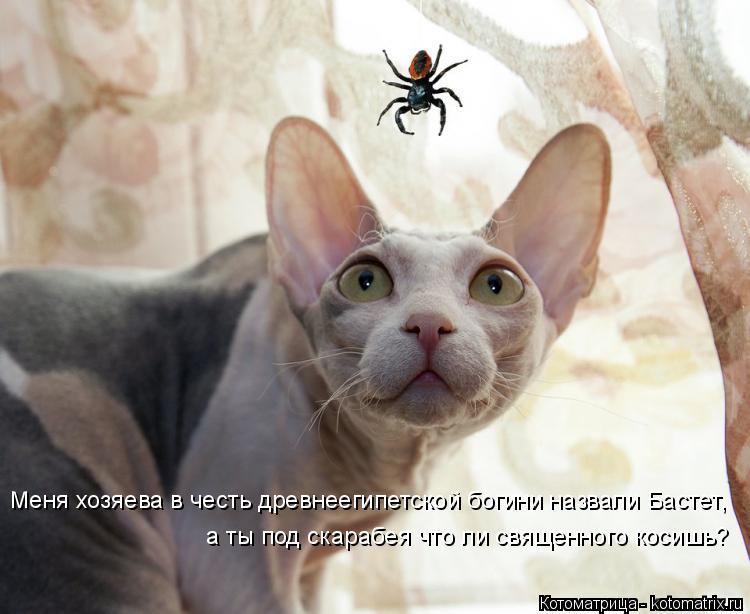 Котоматрица: Меня хозяева в честь древнеегипетской богини назвали Бастет, а ты под скарабея что ли священного косишь?