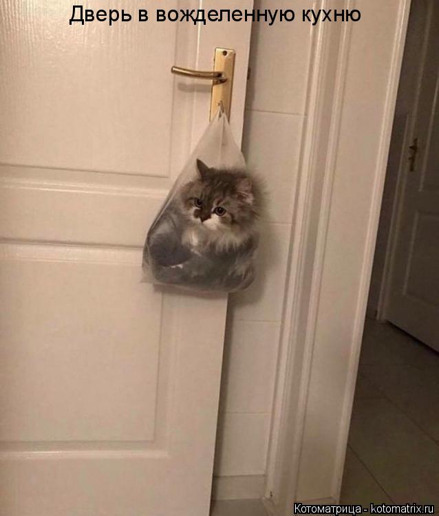 Котоматрица: Дверь в вожделенную кухню