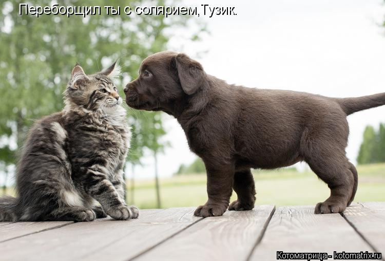 Котоматрица: Переборщил ты с солярием,Тузик.