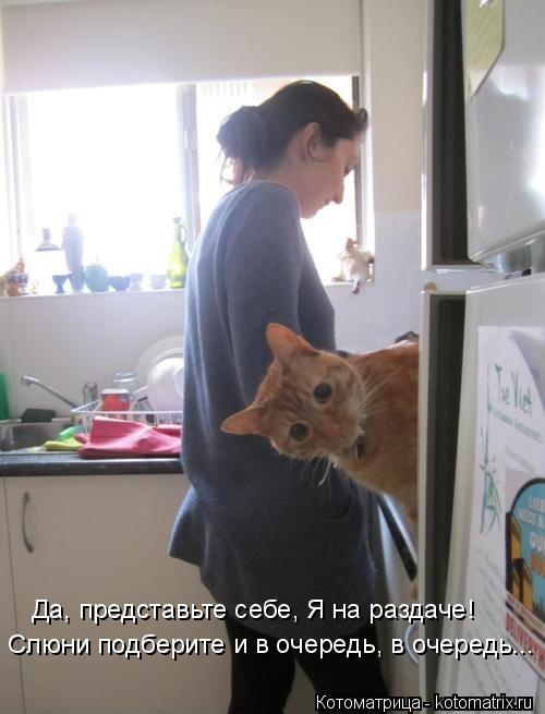 Да, представьте себе, Я на раздаче! Слюни подберите и в очередь, в очередь...... Котоматрица: Да, представьте себе, Я на раздаче! Слюни подберите и в очередь, в очередь...