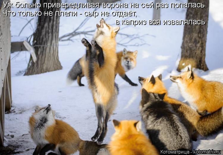 Котоматрица: Уж больно привередливая ворона на сей раз попалась Что только не плели - сыр не отдаёт, в каприз вся извалялась