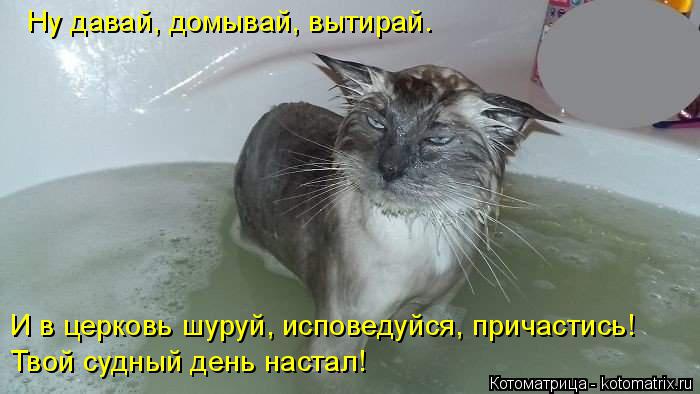 Котоматрица: Ну давай, домывай, вытирай. И в церковь шуруй, исповедуйся, причастись! Твой судный день настал!