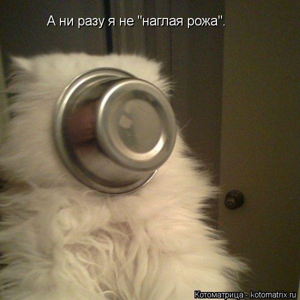 Котоматрица: А ни разу я не "наглая рожа".