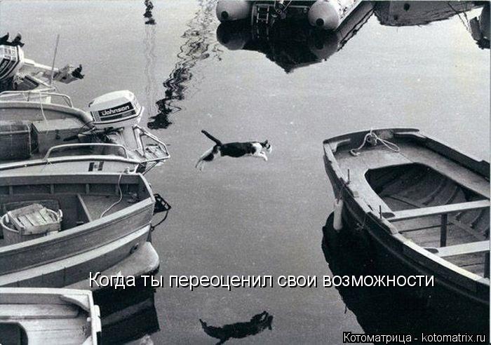 Котоматрица: Когда ты переоценил свои возможности