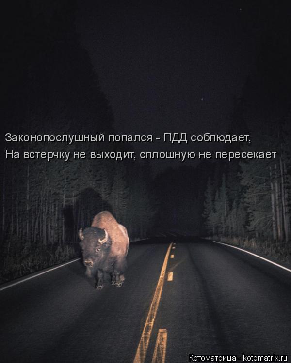 Котоматрица: Законопослушный попался - ПДД соблюдает, На встерчку не выходит, сплошную не пересекает