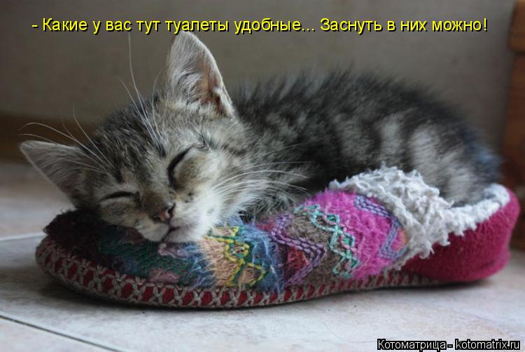 Котоматрица: - Какие у вас тут туалеты удобные... Заснуть в них можно!