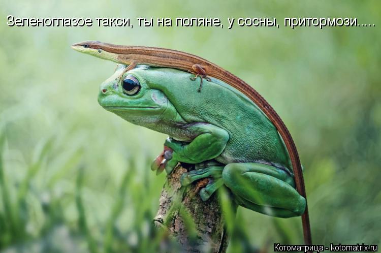 Котоматрица: Зеленоглазое такси, ты на поляне, у сосны, притормози.....