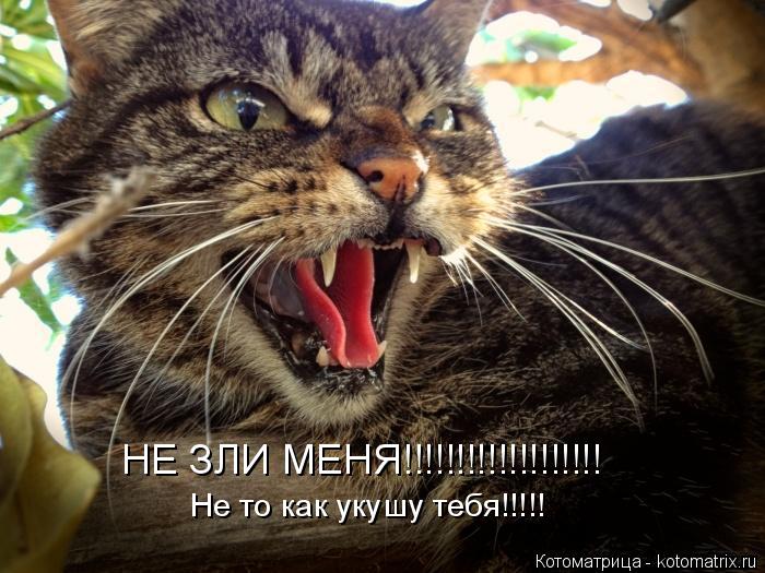 Котоматрица: Не то как укушу тебя!!!!! НЕ ЗЛИ МЕНЯ!!!!!!!!!!!!!!!!!!!