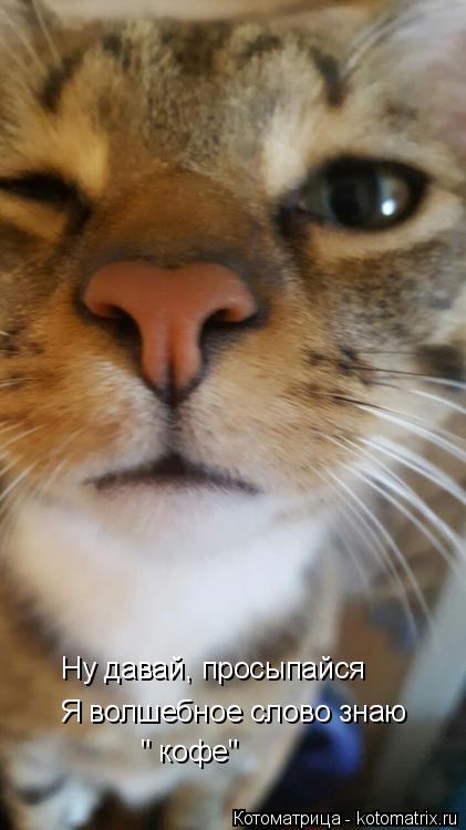 Котоматрица: Ну давай, просыпайся Я волшебное слово знаю " кофе"