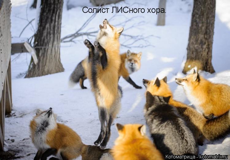 Котоматрица: Солист ЛИСного хора.