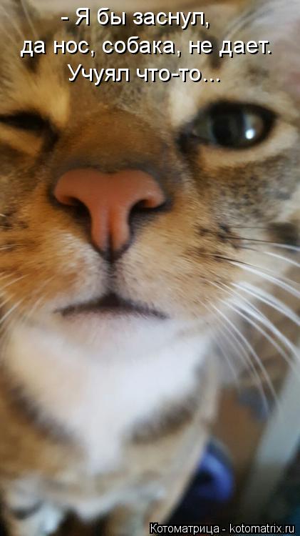Котоматрица: - Я бы заснул,  да нос, собака, не дает. Учуял что-то...