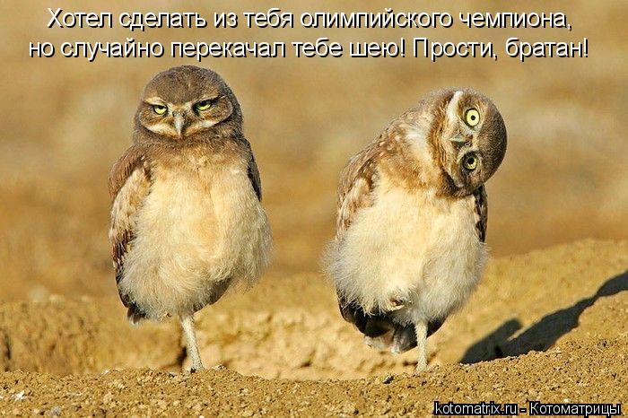 Котоматрица: Хотел сделать из тебя олимпийского чемпиона, но случайно перекачал тебе шею! Прости, братан!