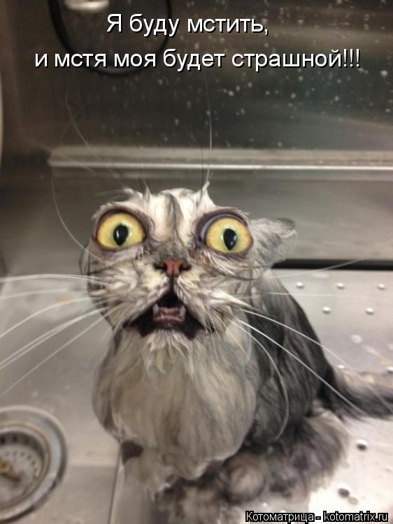 Котоматрица: Я буду мстить,  и мстя моя будет страшной!!!