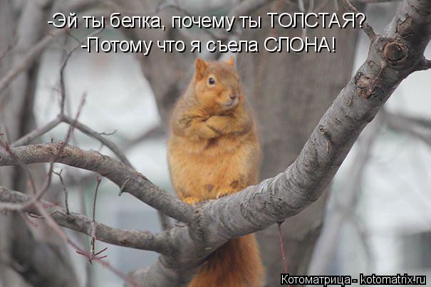 -Эй ты белка, почему ты ТОЛСТАЯ? -Потому что я съела СЛОНА!... Котоматрица: -Эй ты белка, почему ты ТОЛСТАЯ? -Потому что я съела СЛОНА!