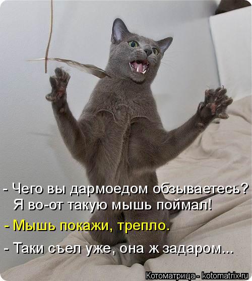 Котоматрица: - Чего вы дармоедом обзываетесь?  Я во-от такую мышь поймал! - Мышь покажи, трепло. - Таки съел уже, она ж задаром...