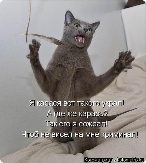 Котоматрица: Я карася вот такого украл! А где же карась? Так его я сожрал! Чтоб не висел на мне криминал!
