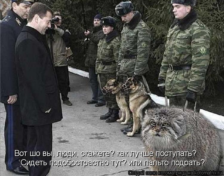 Котоматрица: Вот шо вы, люди, скажете? как лучше поступать? Сидеть подобострастно тут? или пальто подрать?