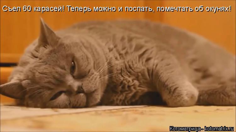 Котоматрица: Съел 60 карасей! Теперь можно и поспать, помечтать об окунях!