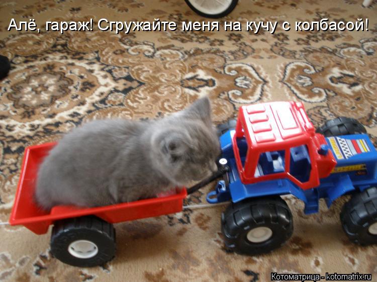 Котоматрица: Алё, гараж! Сгружайте меня на кучу с колбасой!
