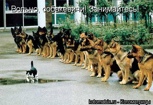 Котоматрица: Вольно, собакевичи! Занимайтесь!
