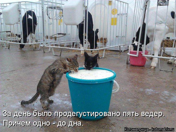 Котоматрица: За день было продегустировано пять ведер.  Причем одно - до дна.
