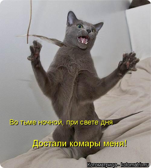 Котоматрица: Во тьме ночной, при свете дня Достали комары меня!