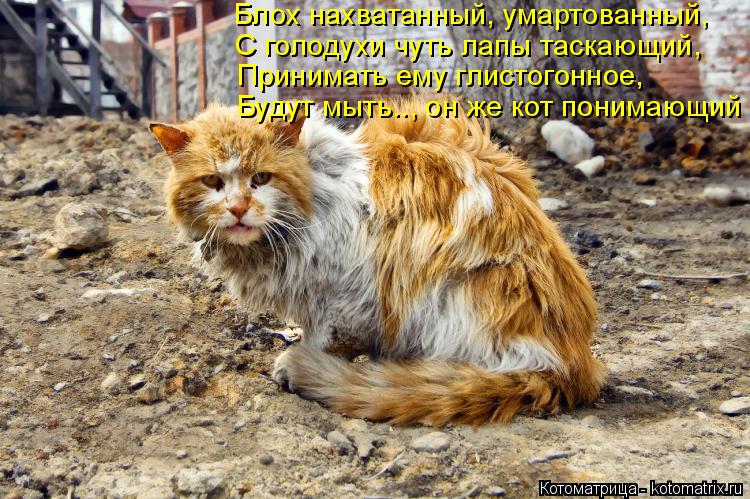 Котоматрица: Блох нахватанный, умартованный,  С голодухи чуть лапы таскающий,  Принимать ему глистогонное,  Будут мыть.., он же кот понимающий