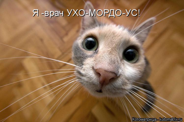 Котоматрица: Я -врач УХО-МОРДО-УС!