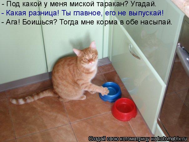 Котоматрица: - Под какой у меня миской таракан? Угадай. - Какая разница! Ты главное, его не выпускай! - Ага! Боишься? Тогда мне корма в обе насыпай.