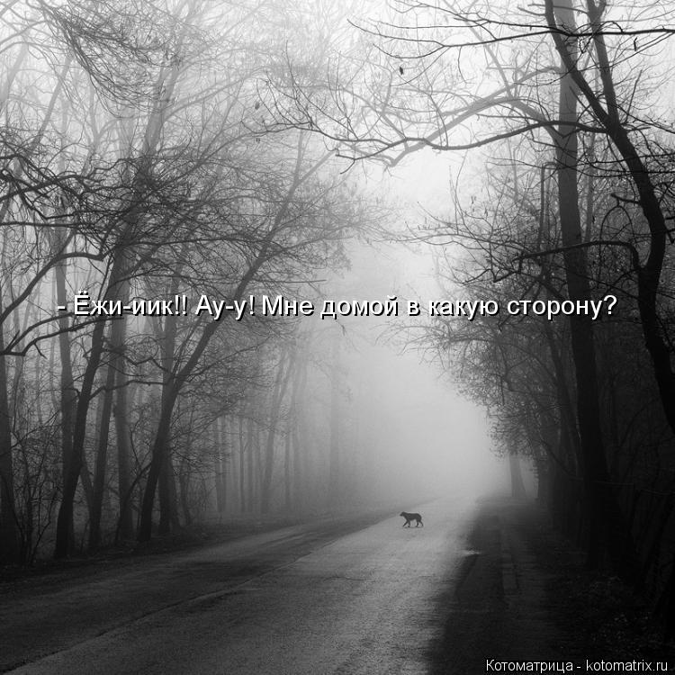Котоматрица: - Ёжи-иик!! Ау-у! Мне домой в какую сторону?