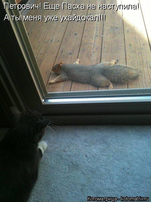 Котоматрица: Петрович! Еще Пасха не наступила! А ты меня уже ухайдокал!!!