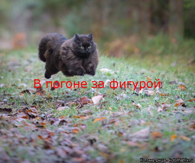Котоматрица: В погоне за фигурой