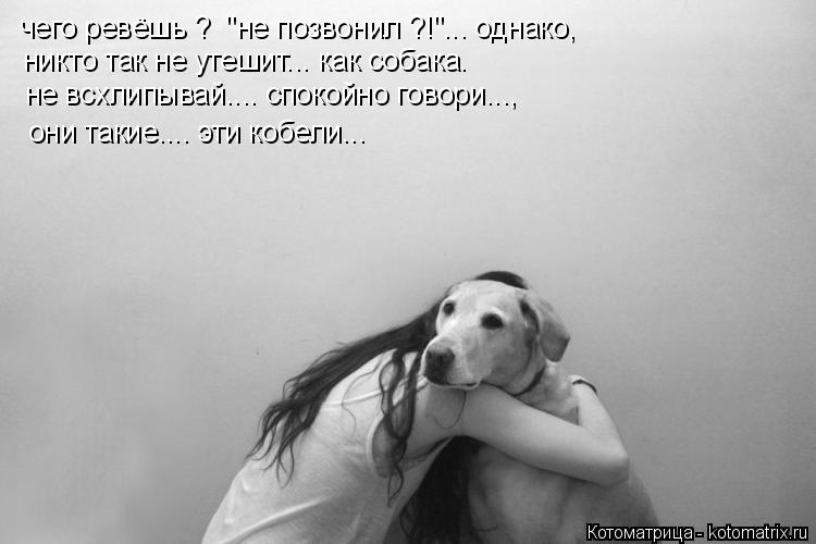 Котоматрица: чего ревёшь ?  "не позвонил ?!"... однако, никто так не утешит... как собака. не всхлипывай.... спокойно говори..., они такие.... эти кобели...