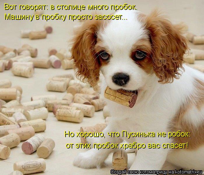 Котоматрица: Вот говорят: в столице много пробок. Машину в пробку просто засосет... Но хорошо, что Пусинька не робок: от этих пробок храбро вас спасет!